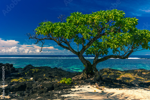 Fototapeta Naklejka Na Ścianę i Meble -  Single tree on a beach with black lava rocks on Upolu, Samoa