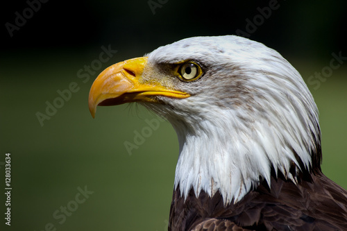 Eagle