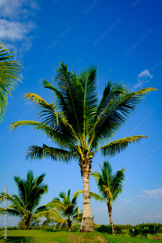 Fototapeta premium coconut tree leaf blue sky for background and backdrop use