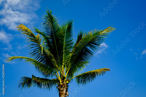 coconut tree leaf blue sky for background and backdrop use
