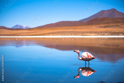 reflet d'un flamand rose sur un lac avec les montagnes au loin