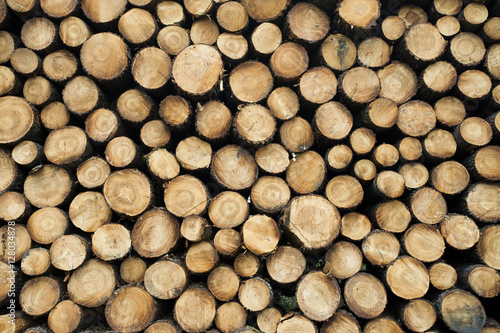 Pine logs in the forest  Firewood as renewable energy source