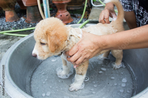 Puppy taking a shower with soap and water photo