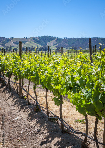 Grapevine buds and leaves. Winery in Casablanca valley in Chile. Closeup photograph.