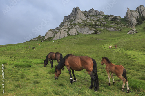 Horses grazing on the hillside © alpinetrail