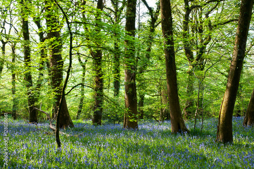 Φωτογραφία Bluebells and Beech trees in a sunlit woods