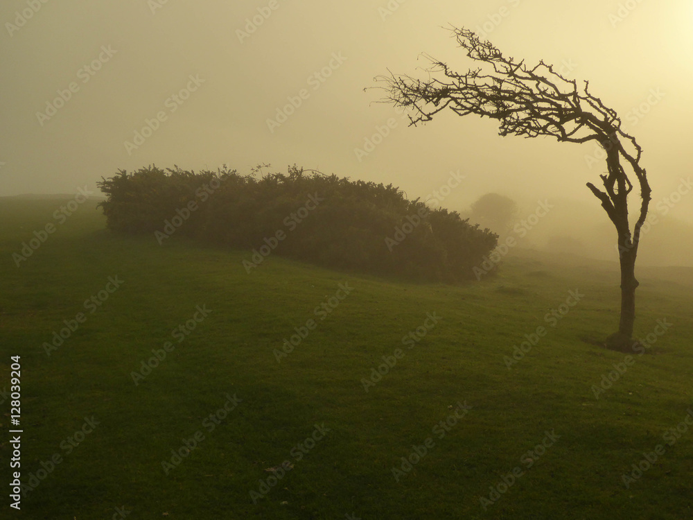 Naklejka premium Foggy sunset