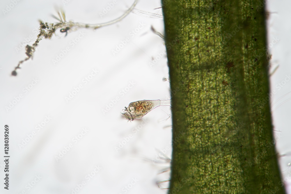 Freshwater Vorticella fastened to algae. Benthos by microscope. Macro