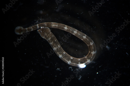 Freshwater leech Piscicola geometra by microscope. Parasite, disease of fishes. Hydrobiology photo