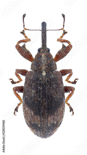 Beetle Anthonomus pomorum on a white background photo