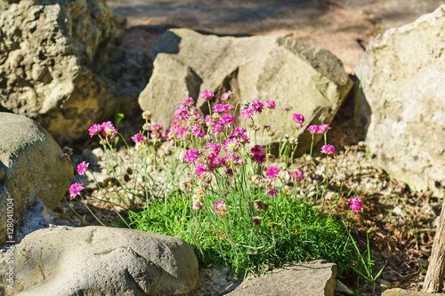 Seaside thrift (Armeria maritima (Mill.) Willd. Armeria vulgaris Willd) among the rocks photo