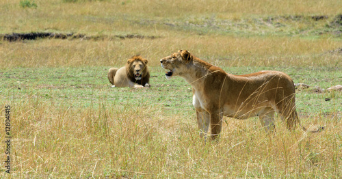 Lions in the Serengeti