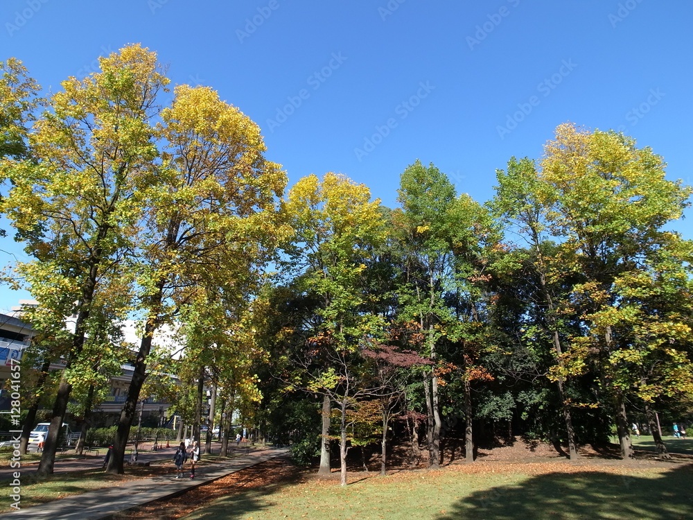 東京紅葉散歩