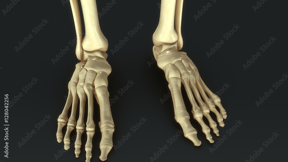 Synovial Joints Synovial Joints