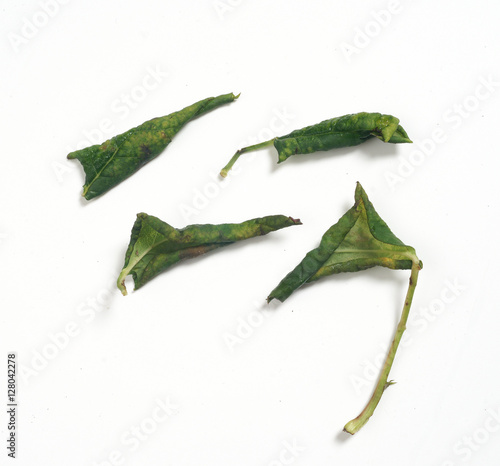 Aphids on Lonicera leaves