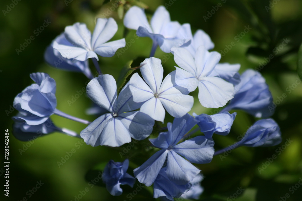 Fototapeta premium Pale Blue Flower