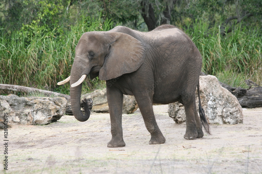 Fototapeta premium Walking Elephant