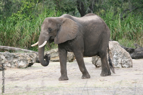 Walking Elephant