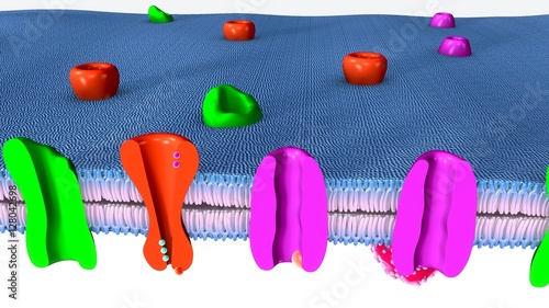 Active Transport human cell photo