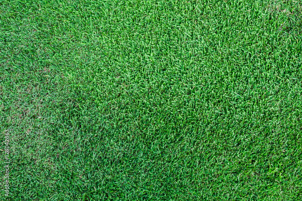 Obraz premium green grass