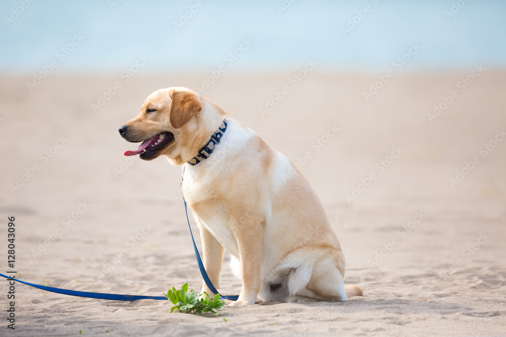 Labrador Retriever sitting on the beach.