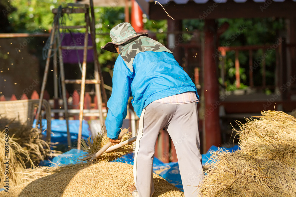 Farmers threshing Thailand
