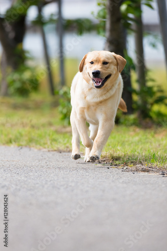 Labrador Retriever running near the coast.