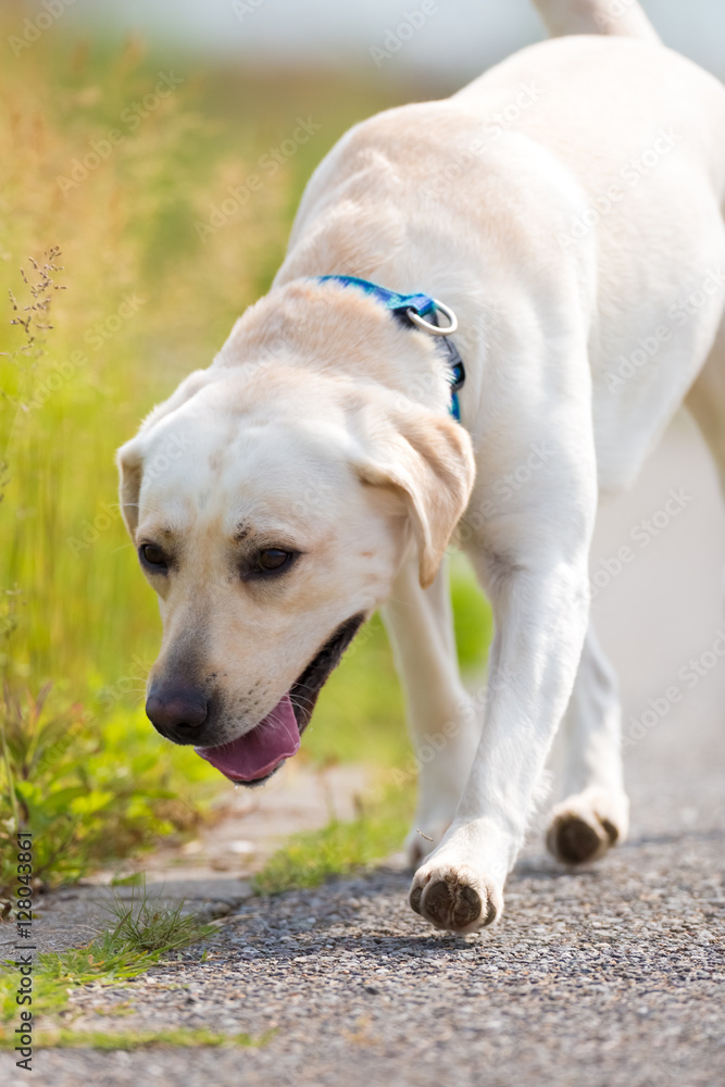 Close up of Labrador Retriever walking on the road.