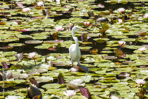 White Egret