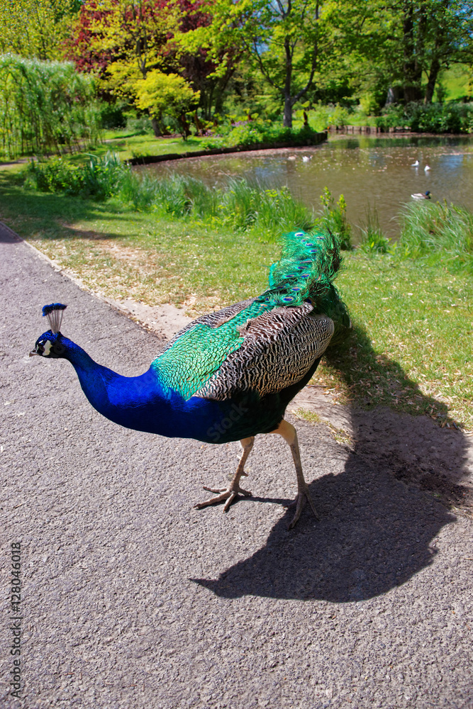 Fototapeta premium Beautiful peacock in park of Leeds Castle