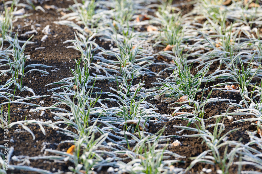 Frost on a green winter wheat Frost on a green winter wheat