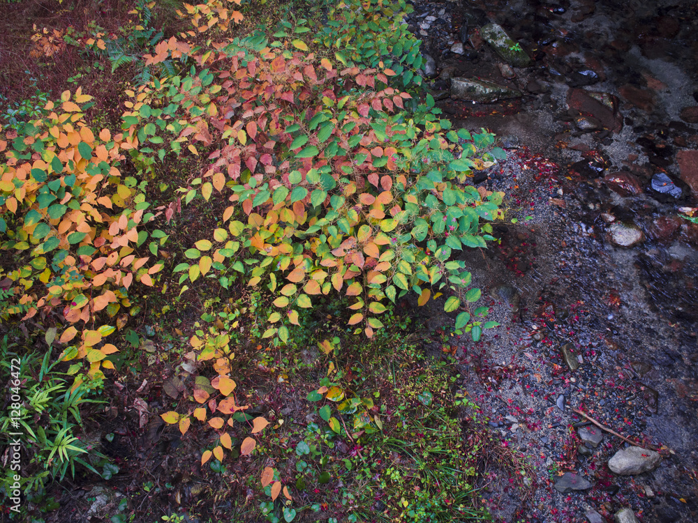 Obraz premium 川と紅葉した葉