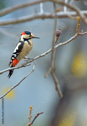 Male great spotted woodpecker (Dendrocopos major) © icarmen13