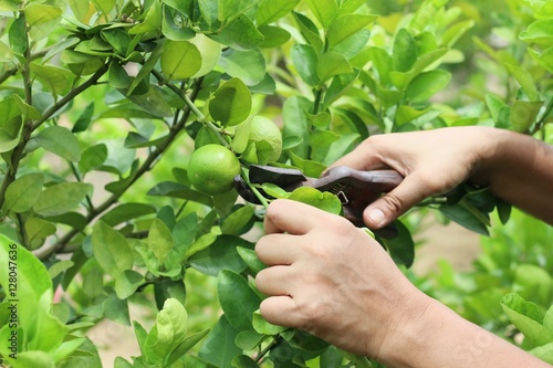 Close up of pruning shears cutting lime