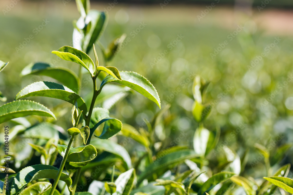 Obraz premium Green tea plant