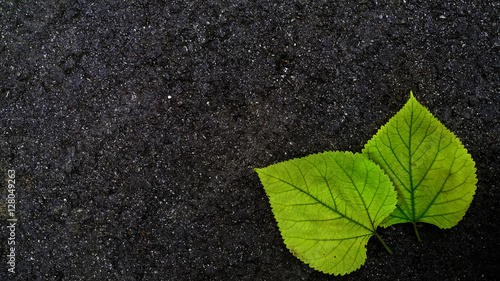 Two fallen green leaves isolated on black asphalt background