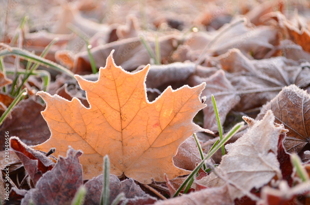 Sunlight shining through glowing frost covered leaf on the ground on an early Fall morning Sunlight shining through glowing frost covered leaf on the ground on an early Fall morning