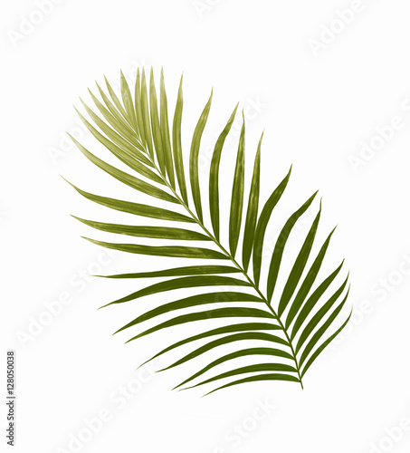 Green leaves of palm tree isolated on white background © studio2013