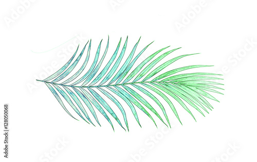 Green leaves of palm tree isolated on white background