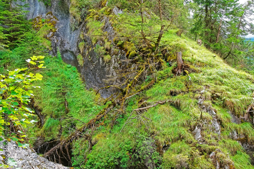 Forest in Lauterbrunnen valley in Bern canton in Switzerland