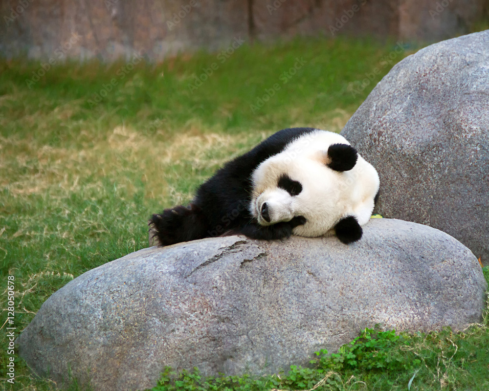 Obraz premium Giant black and white panda relaxes in Ocean Park HK
