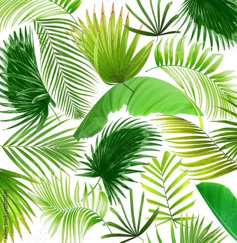 mix palm leaf tree background © studio2013