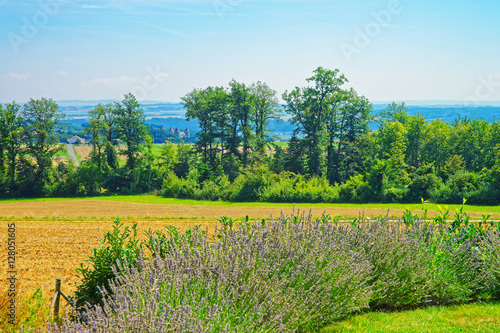 Lavender field at village of Yverdon les Bains in Switzerland