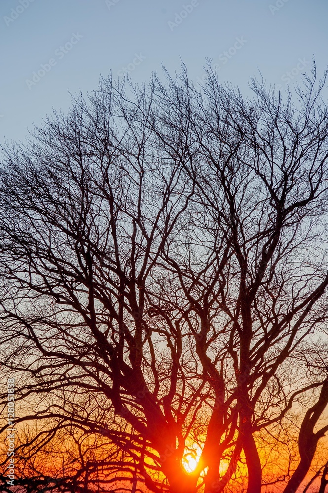 sunset sun through the branches