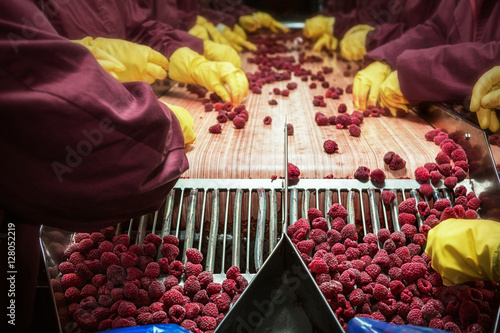 Frozen red raspberries in sorting and processing machines