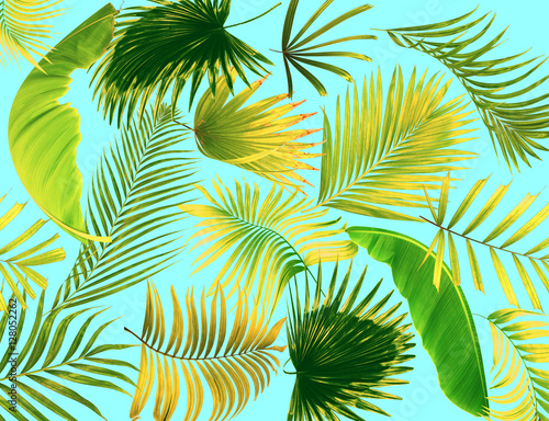 leaf of palm tree background