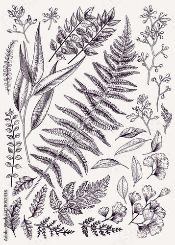 Leaf set.