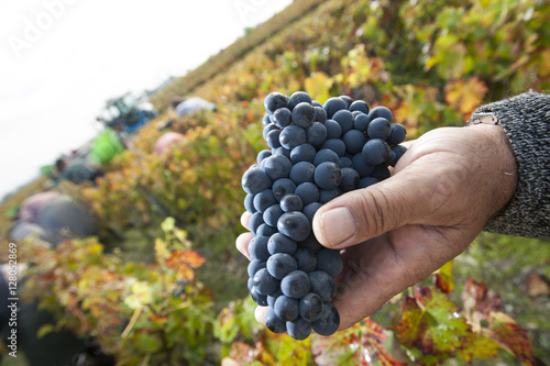 Farmers hands with freshly harvested black grapes