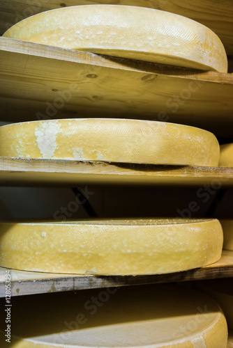 Pile of aging Cheese at ripening cellar Franche Comte