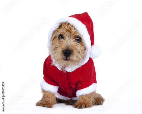 Puppy dressed up in Christmas clothing
